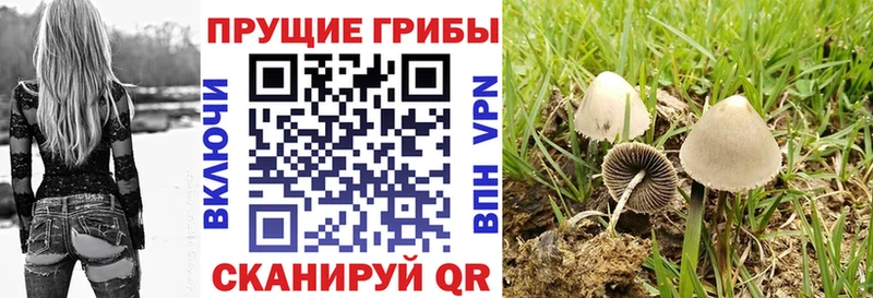 Галлюциногенные грибы прущие грибы  Купить где  Минеральные Воды 